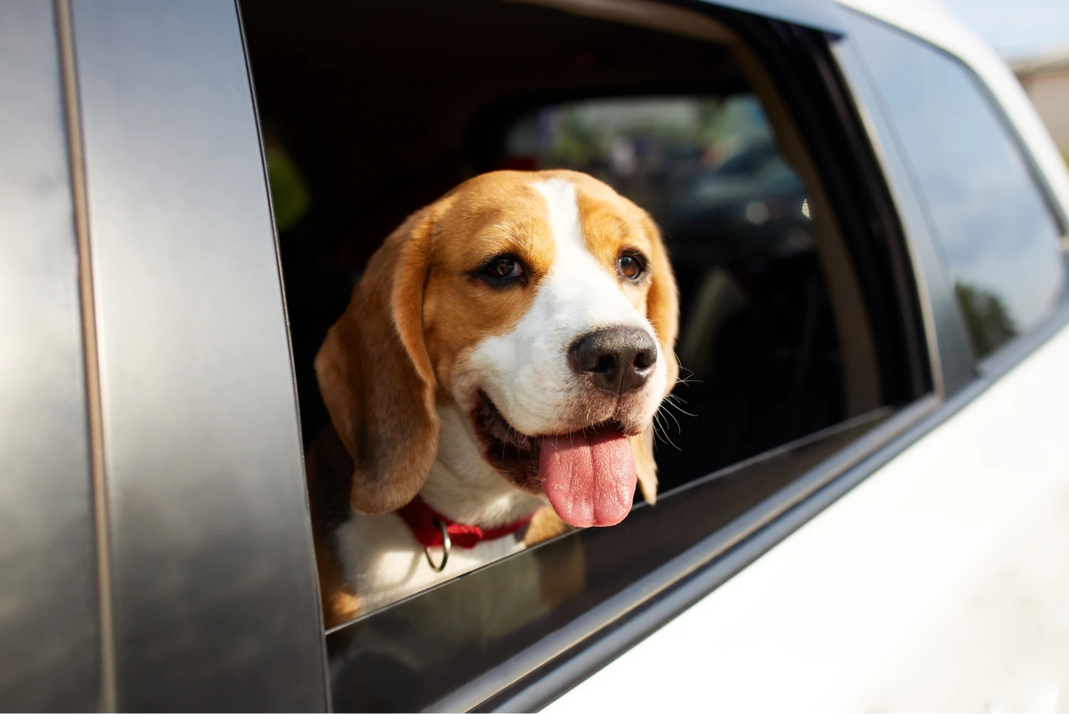 Nissan Murano Dog Car Seat for Beagles