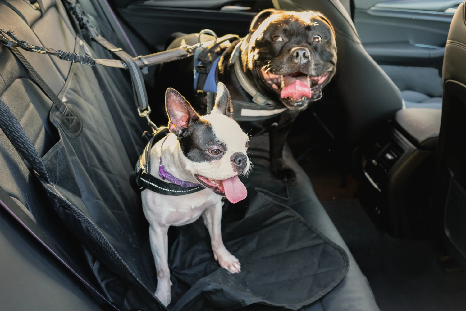 Soft Coated Wheaten Terriers Dog Car Seat Belt for GMC Sierra