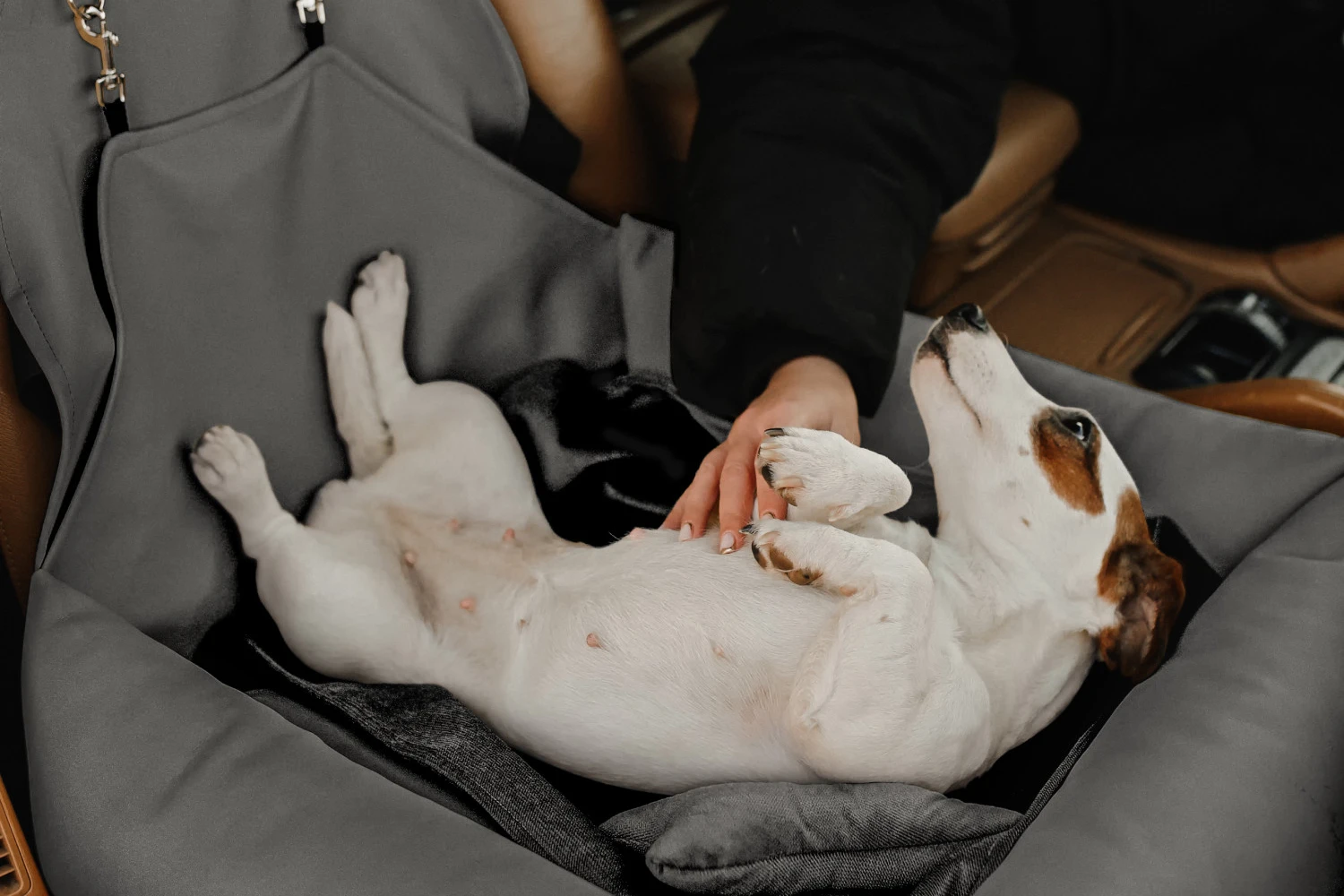 Subaru Ascent Dog Car Seat for Rat Terriers