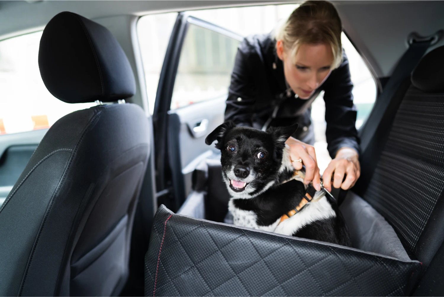 Volkswagen Tiguan Dog Car Seat Belt for German Shepherd Dogs