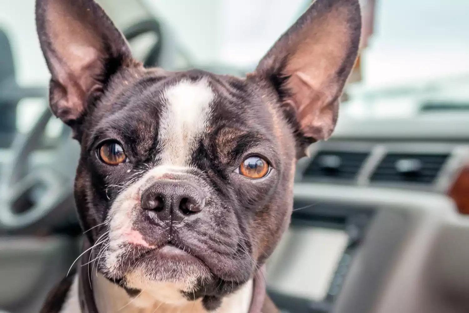 Honda HR-V Dog Car Seat for Boston Terriers