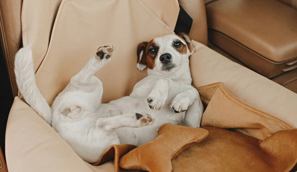 Australian Terriers Dog Car Seat for Toyota RAV4