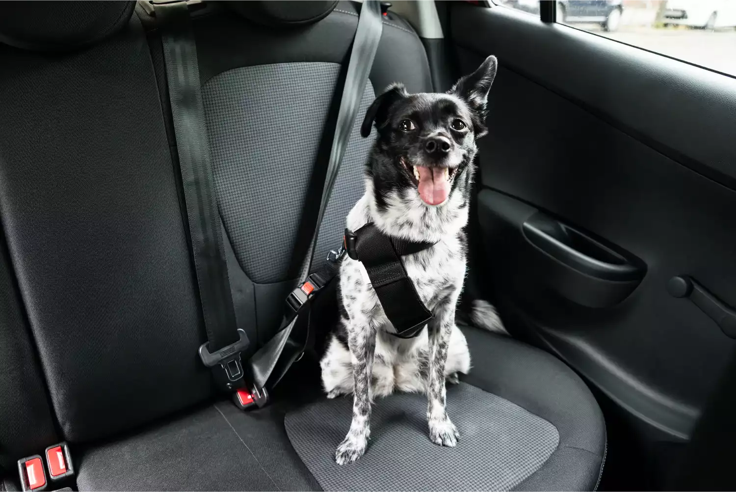Gordon Setters  Dog Safety Belt for Mazda CX-5