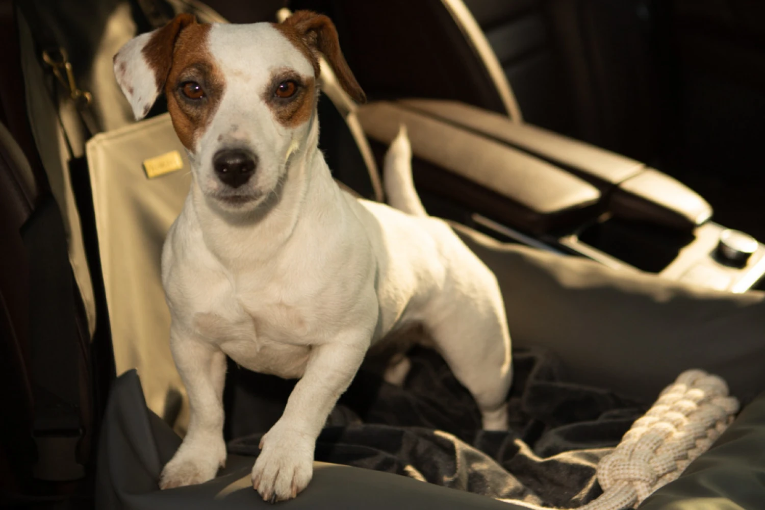 Biewer Terriers Dog Car Seat for Tesla Model Y