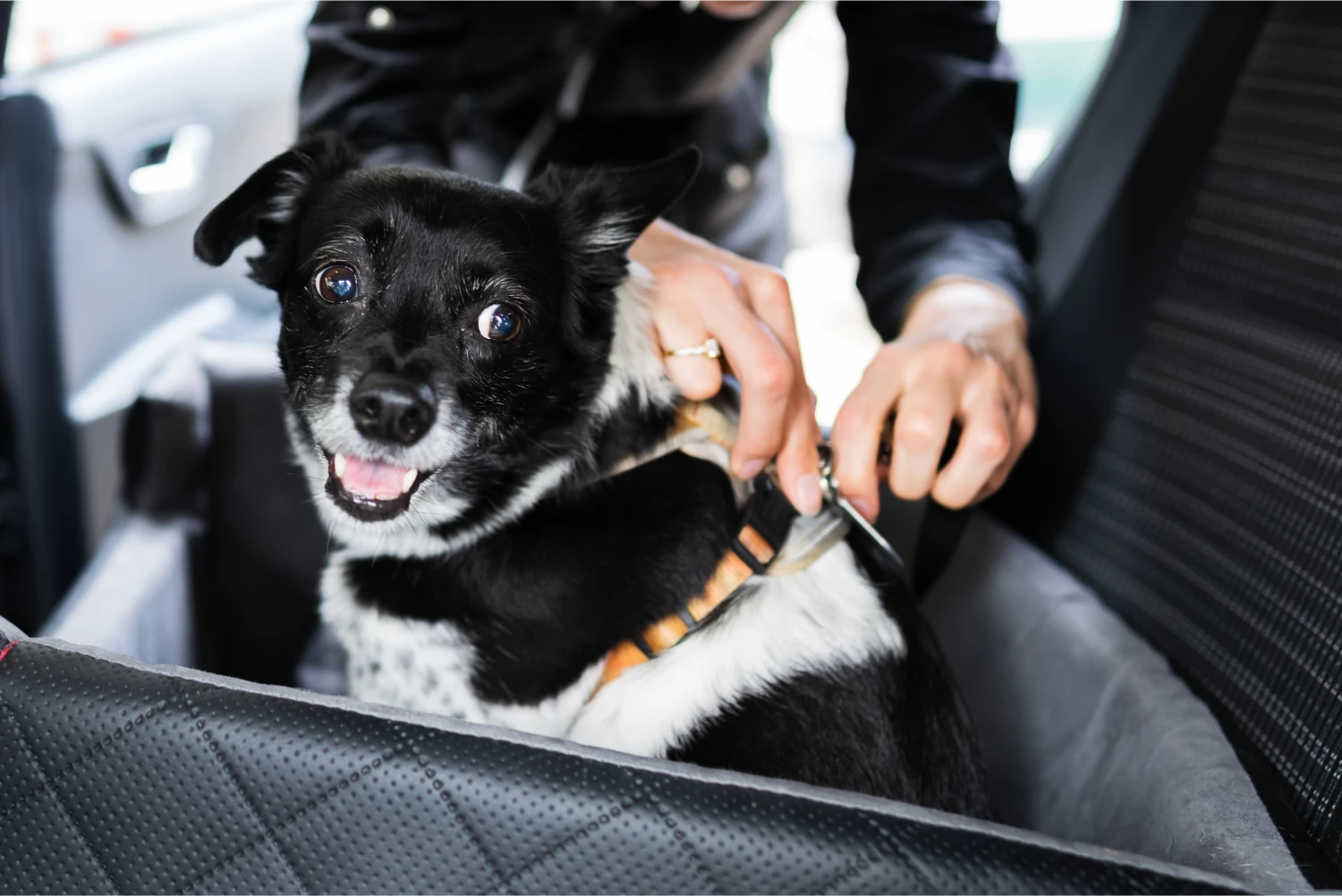Chevrolet Colorado Dog Safety Belt for Newfoundlands