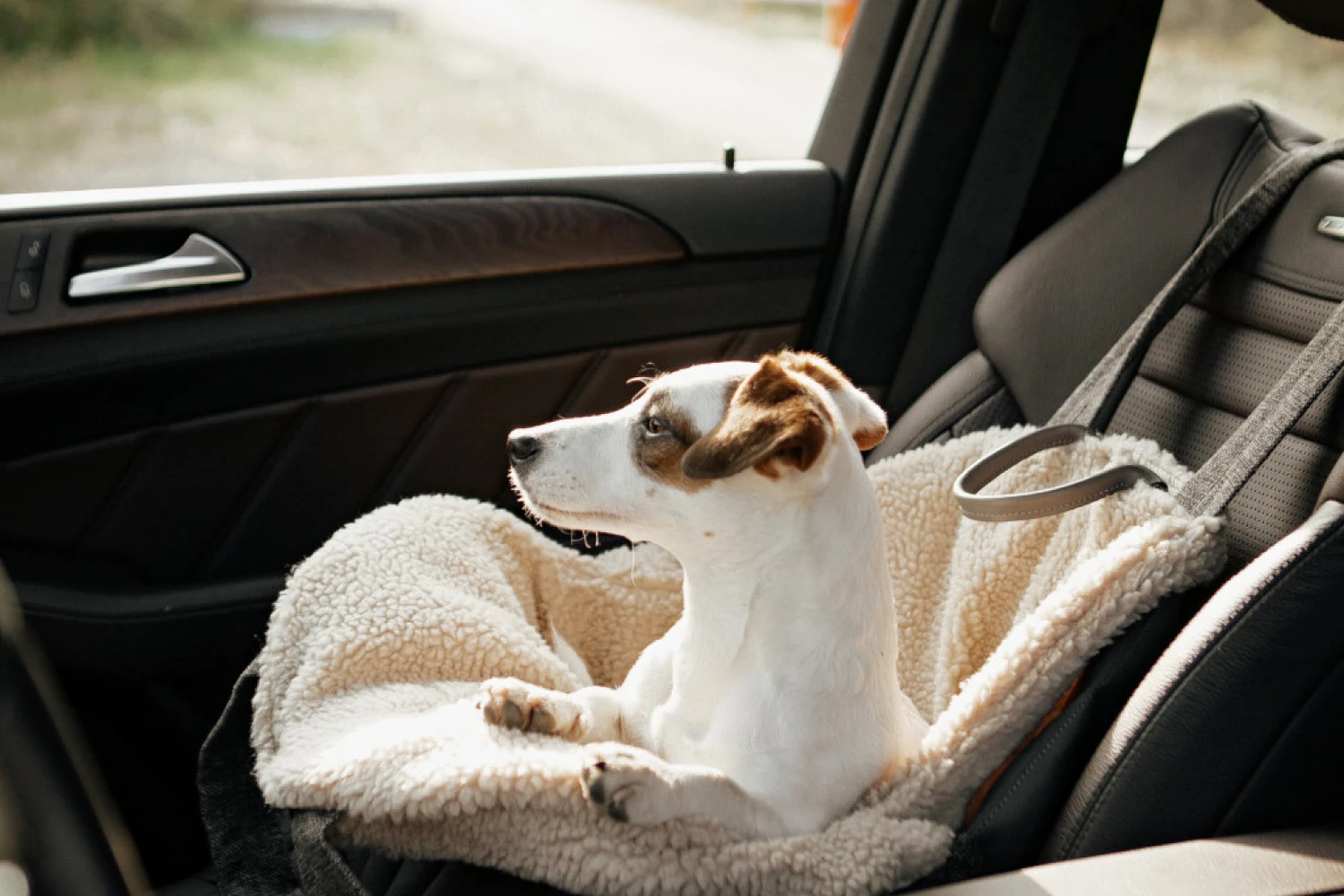 Hyundai Kona Dog Carrier Car Seat for Coton de Tulear