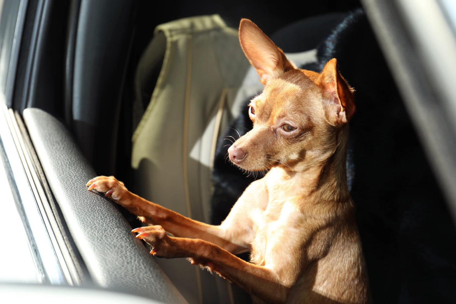 Chevrolet Colorado Dog Car Seat for Miniature Pinschers