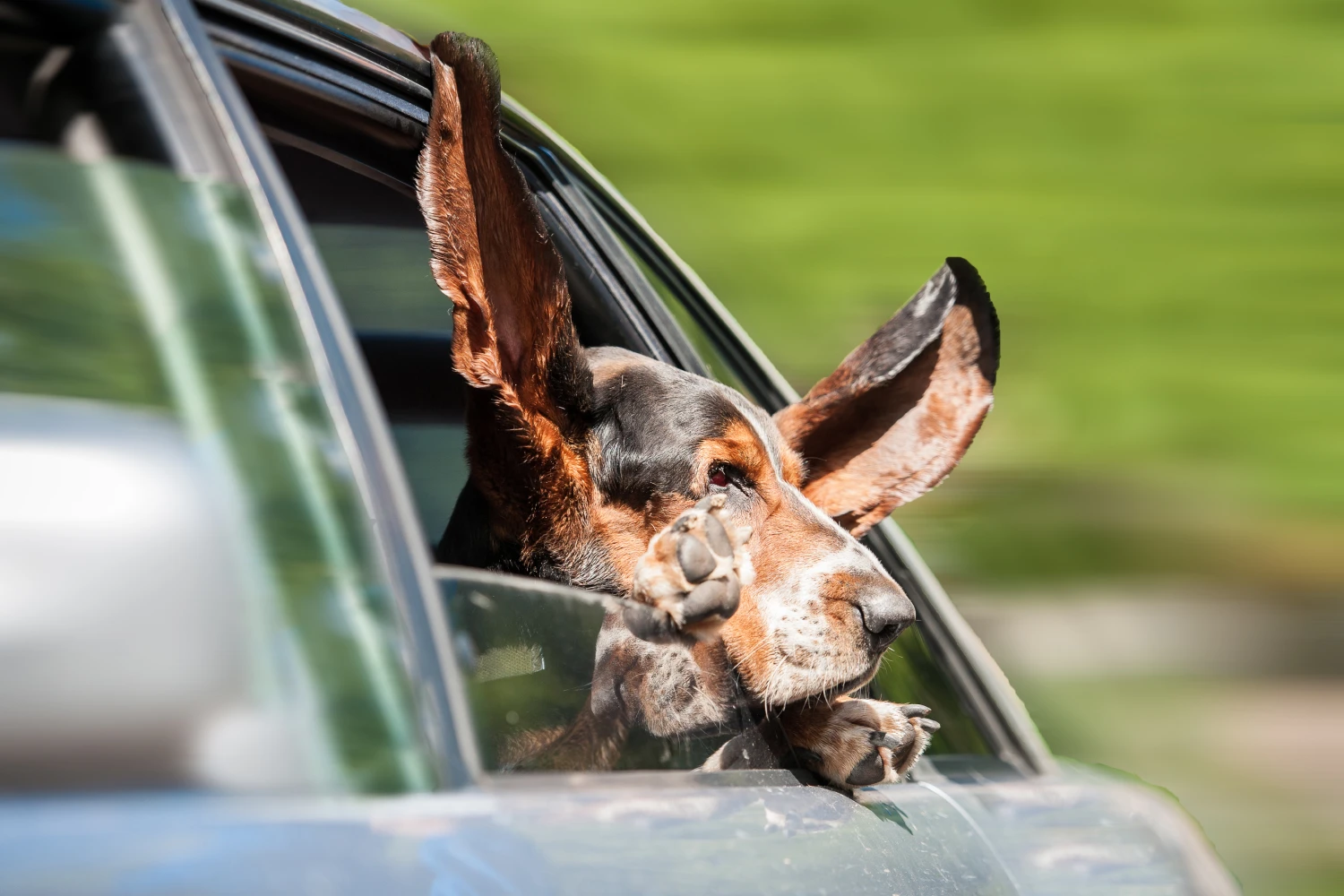 Volkswagen Golf Dog Safety Belt for Basset Hounds
