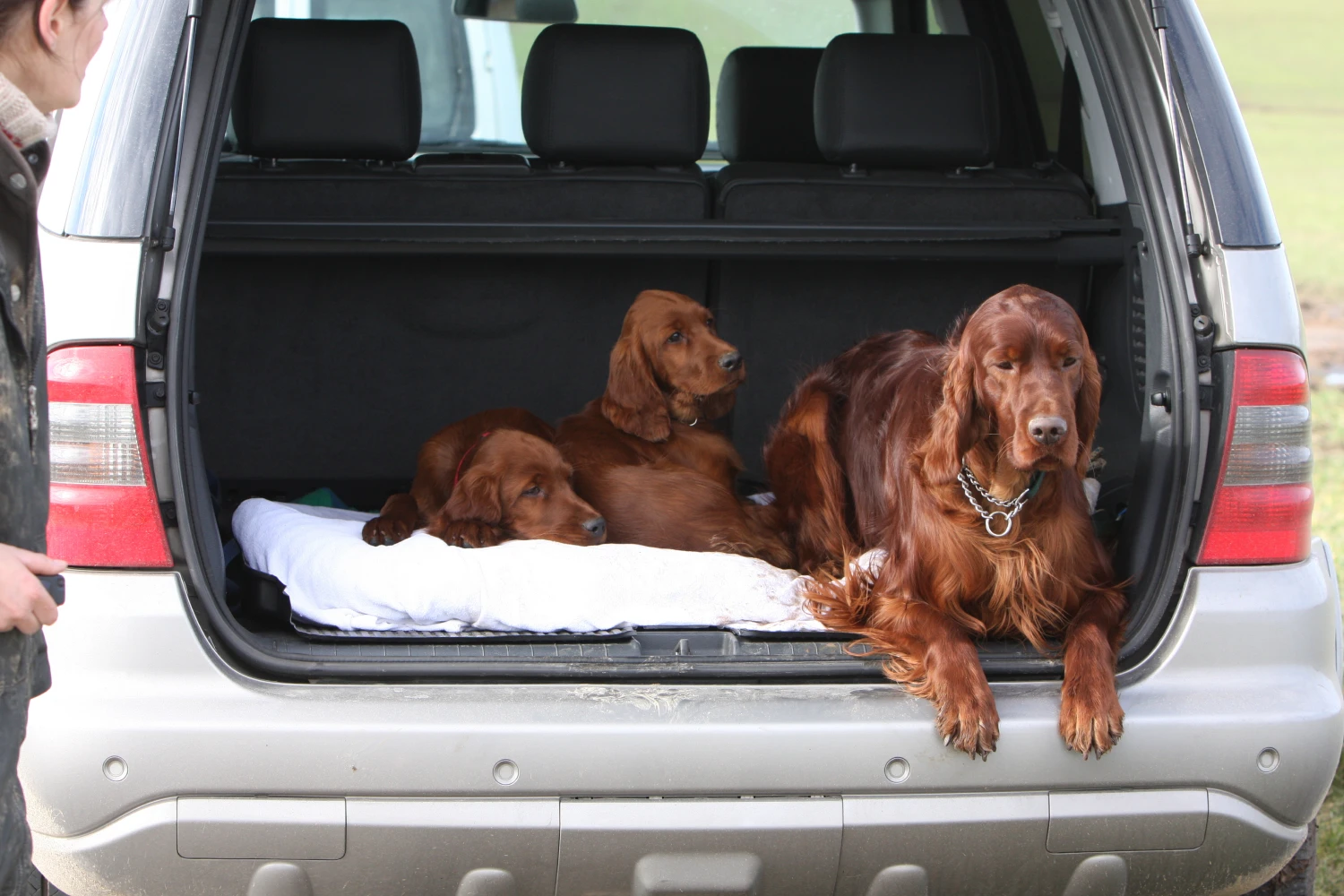 GMC Sierra Dog Car Seat Belt for Irish Setters