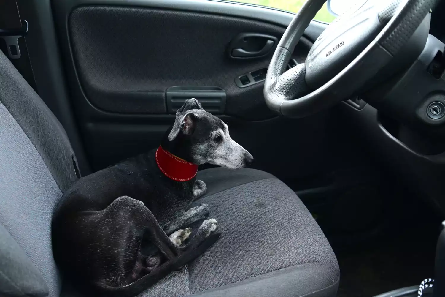 Volkswagen Jetta Dog Car Seat for Italian Greyhounds