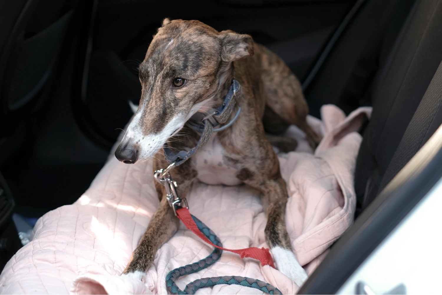 Subaru Outback Dog Car Seat Belt for Italian Greyhounds