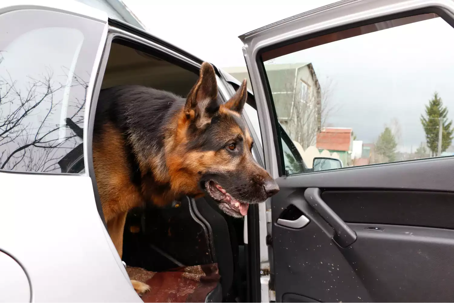 Volkswagen Tiguan Dog Car Seat Belt for German Shepherd Dogs