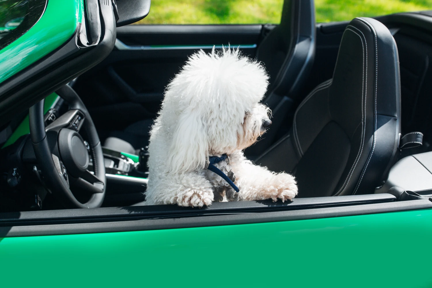 Buick Enclave Dog Car Seat for Bichons Frises